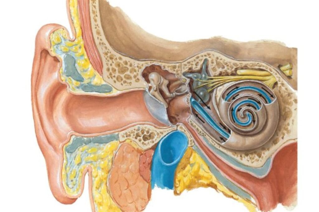 MICRO ENT Hospital - Best hospital for ear surgeries in Hyderabad, offering expert care for ear conditions and hearing restoration.